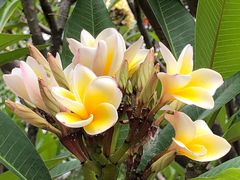 -攀枝花公园