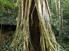 -中国科学院西双版纳热带植物园
