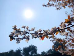 -铁山坪森林公园