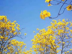 -松山湖南湖湾露营营地