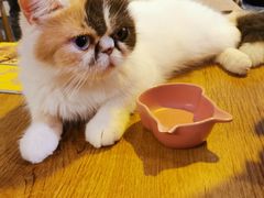 -平行世界·猫咖(首经贸店)