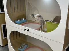 -青奢宠物·青奢猫舍