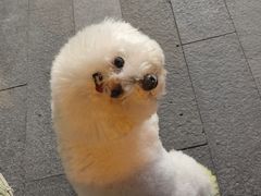 -FAELING PETS美天灵宠物(合生汇店)