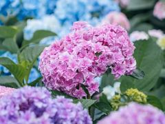 -武汉园博园(武汉自然博物馆)