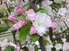 -海棠花溪(元大都城垣遗址公园)