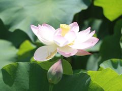 -四川大学(华西校区)