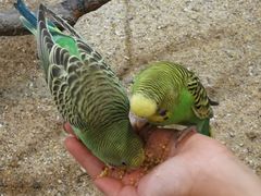-上海大自然野生昆虫馆(东方明珠·爬宠昆虫探索中心)