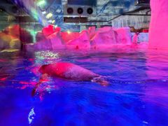 -芜湖新华联大白鲸海洋公园