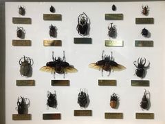 -上海昆虫博物馆