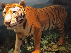 -陕西自然博物馆