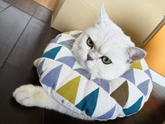 -米苏动物医院·犬猫专科·骨科外科内窥镜