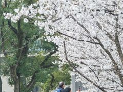-武汉大学-樱园
