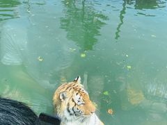 -上海野生动物园