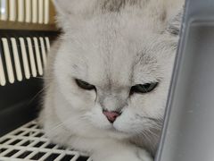 -瑞鹏宠物医院·微创内窥镜·骨外科·牙科(翠竹分院)