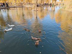-金塔沙漠胡杨林景区