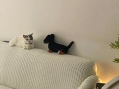 -艾吉宠物医院·疑难杂症转诊中心·猫友好(碧江路院)