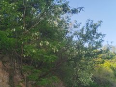 -北京西山国家森林公园