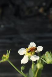 -蓝呗呗蓝莓草莓采摘园(通州区马驹桥店)