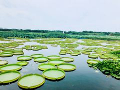 -荷塘月色湿地公园·向阳花洲