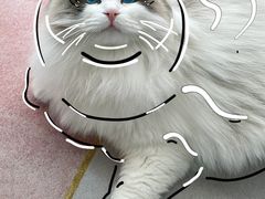 -猫十亿·布偶金渐层·曼基康矮脚猫舍(青年路店)