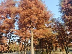 -溱湖国家湿地公园