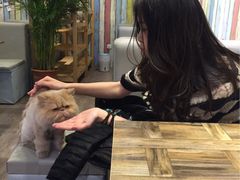 小时光&nbsp;猫语时光咖啡书吧(国贸店)-小时光咖啡馆(开森度假森林店)