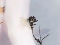 -三亚珠江南田温泉度假区