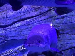 -芜湖新华联大白鲸海洋公园