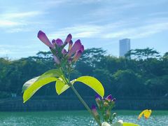-深圳人才公园
