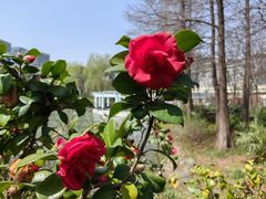 -新虹桥中心花园
