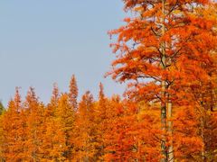 -白鹭湾湿地公园
