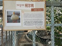 -罗布林卡