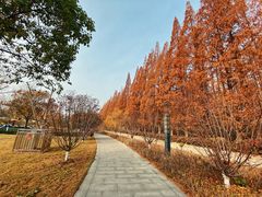 -水杉园