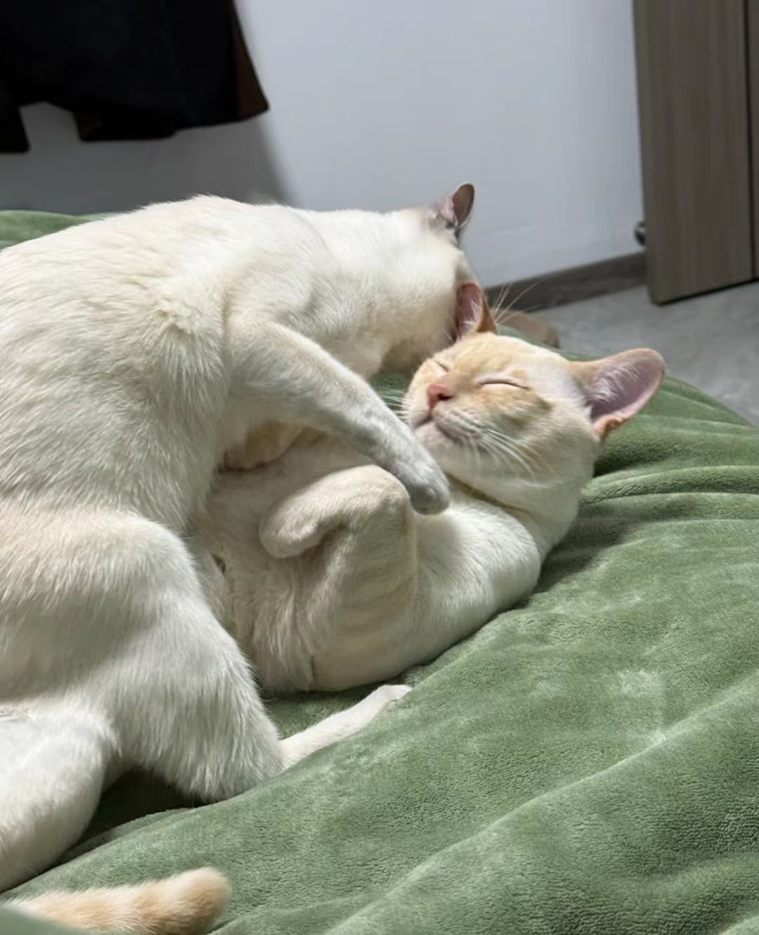 一只床上很主动的小女猫