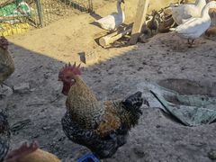 -昌平兴寿秀秀草莓采摘园