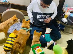 -逗柴咖啡屋·狗咖猫咖宠物桌游