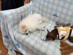 -汪说·狗咖·拼豆·宠物周边DIY(旺城大厦店)