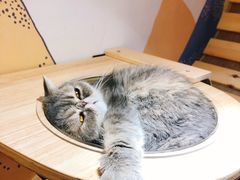 -滚猫咖啡·猫咖·猫友好撸猫(未来城店)