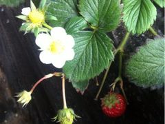 iphone_upload_pic-杨柳青园艺科技博览园