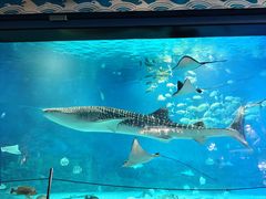 -烟台海昌鲸鲨海洋公园