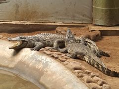 -西霞口神雕山野生动物世界