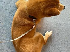 -顺强宠物诊所·狂犬免疫·夜诊·骨科(嘉定店)