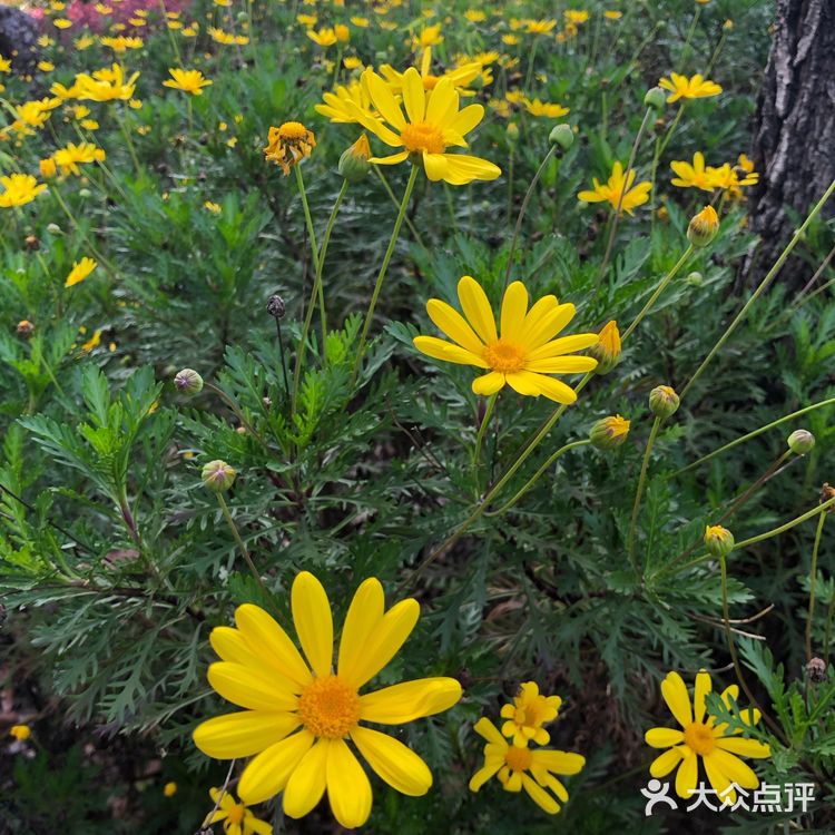 顺带去了樱花园。去的时候樱花还没完全绽放