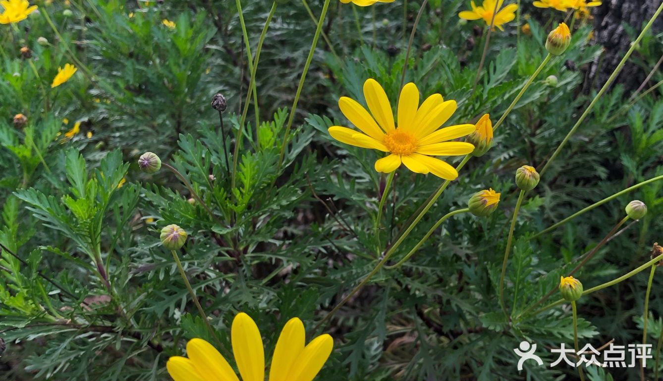 顺带去了樱花园。去的时候樱花还没完全绽放