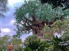 -奥兰多迪士尼动物王国乐园