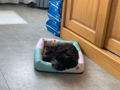 -翊宠yipet猫狗购宠庄园犬舍•猫舍