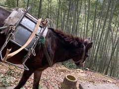 -西湖风景区十里琅珰-五云山
