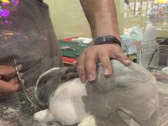 -宠物兔专门店(天丰利市场店)