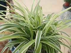 -西部兰花园生态园