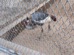 iphone_upload_pic-西安秦岭野生动物园